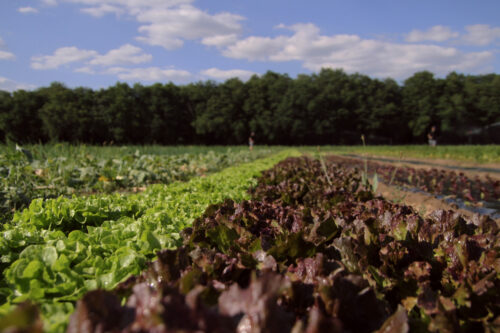 Bienvenue Village Potager legumes bio