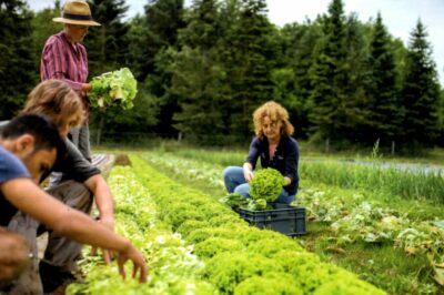 Helene Village Potager Helene Village Potager