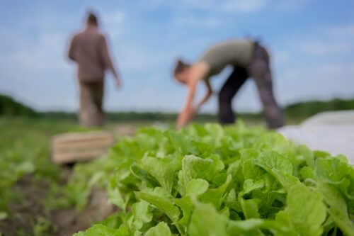 Les champs du Village Potager