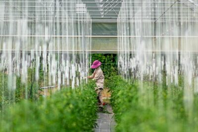 village potager 5 ans serre village potager legume